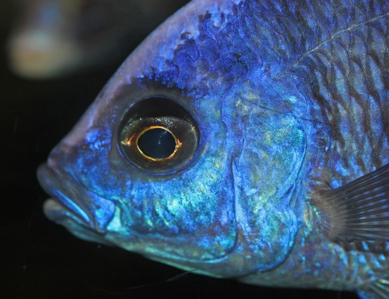Copadichromis cyaneus 'Zimbawe Rock'